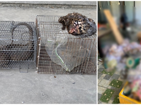 Bắt người phụ nữ tàng trữ nhiều xác động vật hoang dã trong tủ lạnh