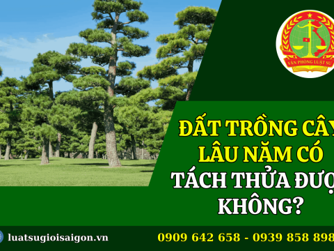 Năm 2024, Đất trồng cây lâu năm có tách thửa được không?