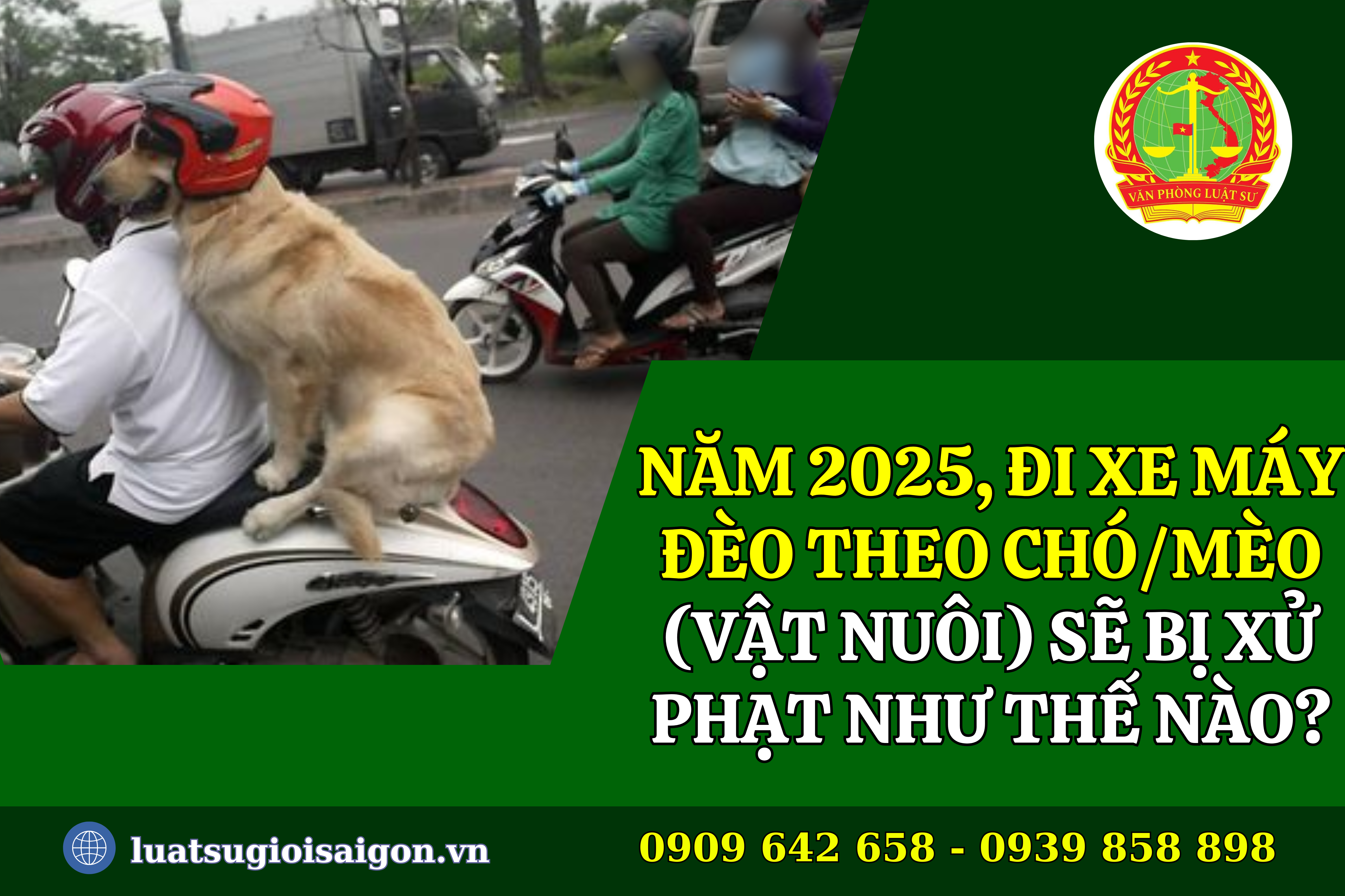 chay xe deo cho meo co vi pham khong 
